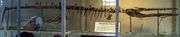 Metriorhynchus superciliosus