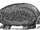Plohophorus