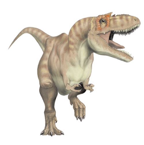 ペルー産はあまり見ない Psalidognathus erythrocerus? ペルー産