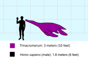 Trinacromerum with a human to scale.