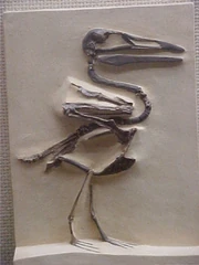 Replica of Ichthyornis skeleton  at Yale's . See Clarke (2004) for details.