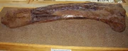 Right femur of Maiasaura.