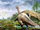 Tuebingosaurus