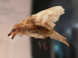Reconstruction of Iberomesornis (Museo Nacional de Ciencias Naturales, Madrid).