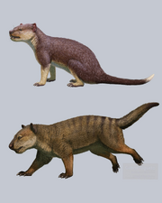 Reconstruction of Borhyaena & Proborhyaena