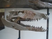 Sebecus icaeorhinus