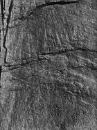 Skin impression from the abdomen of Edmontosaurus annectens