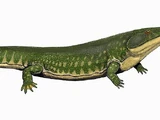 Archegosaurus