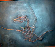 Dorygnathus banthensis 4