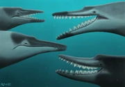 Life reconstructions of four Coronodon heads