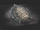 Helmetia