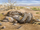 Linxia sand boa