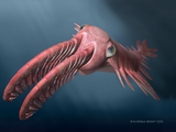 Anomalocaris