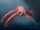 Anomalocaris