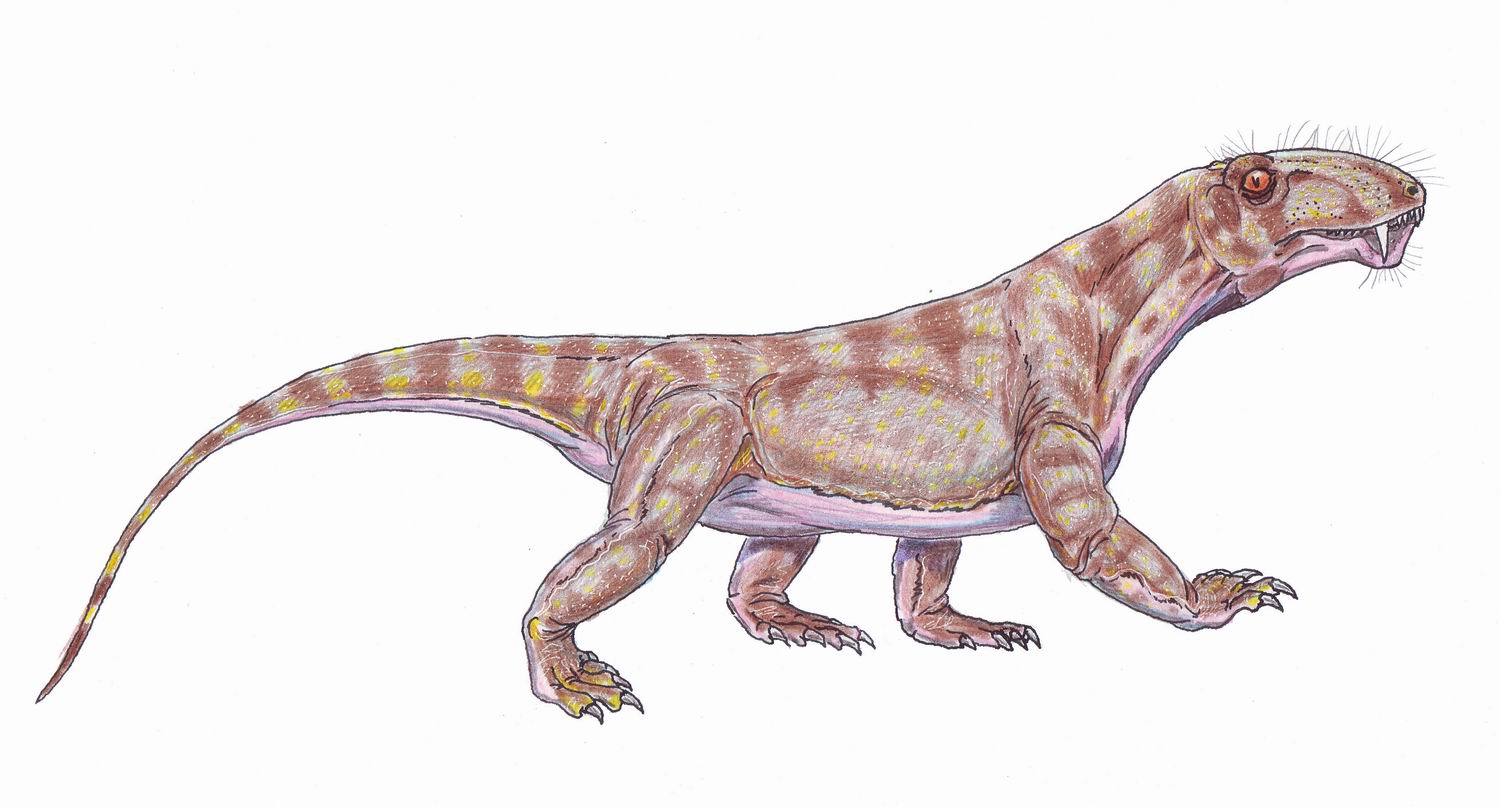 Biarmosuchus Fossil Wiki Fandom