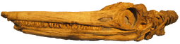 Temnodontosaurus platyodon12