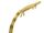 Urocordylus