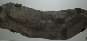 Cladoselache fyleri