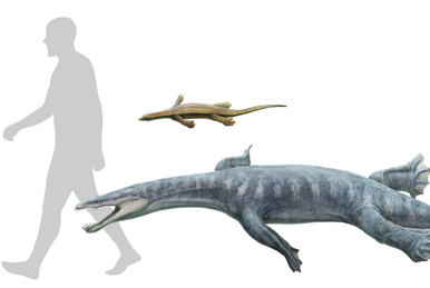 Neusticosaurus | Reptipedia | Fandom