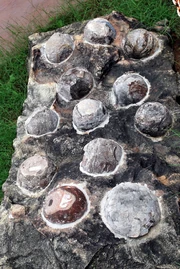 Fossilized Dinosaur eggs displayed at .