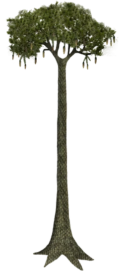 Artist's Reconstruction (Of Lepidodendron)