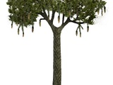 Lepidodendron