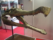 Sarcosuchus imperator skull in Expominer 2007, Barcelona
