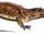 Titanosuchus