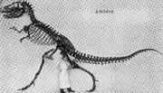 Gorgosaurus libratus specimen (AMNH 5458)