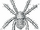 Douglassarachne