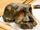 Sahelanthropus