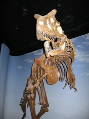 Carnotaurus skeleton, Natural History Museum, London
