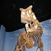 Carnotaurus Fossil Wiki Fandom Let's find out!❤❤ for exclusive updates. carnotaurus fossil wiki fandom