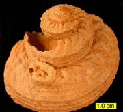 A fossil gastropod from the Pliocene of Cyprus. A serpulid worm is attached.