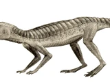 Hoplosuchus
