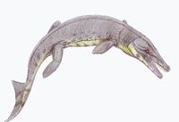 Metriorhynchus dubr1DB