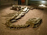 Yangchuanosaurus