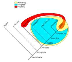 Phylogenetic-Groups