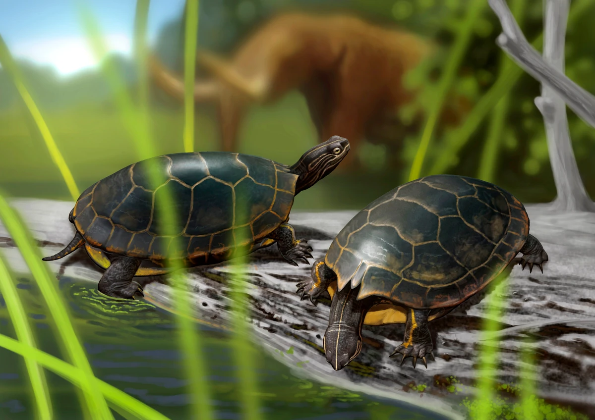 Horned painted turtle Fossil Wiki Fandom