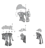 Limusaurus metacarpals1