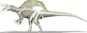 The possible reconstruction of the Spinosaurus skeleton.