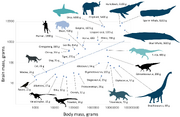 Brain sizes vs body mass for dinosaurs & mammals