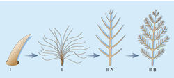 Feather evolution Stages1to3b