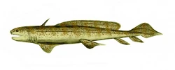 Orthacanthus 1