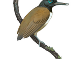Longipteryx