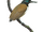 Longipteryx