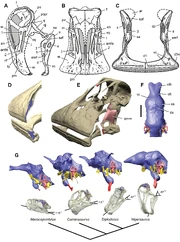 Skull of  and head posture in sauropodomorphs