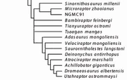 Tianyuraptor cladogram