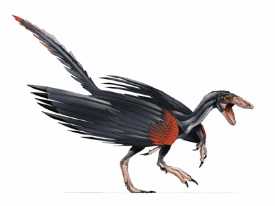 https://static.wikia.nocookie.net/fossil/images/9/9a/Archaeopteryx_BW.jpg/revision/latest?cb=20090504224335