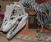 Allosaurus NHM